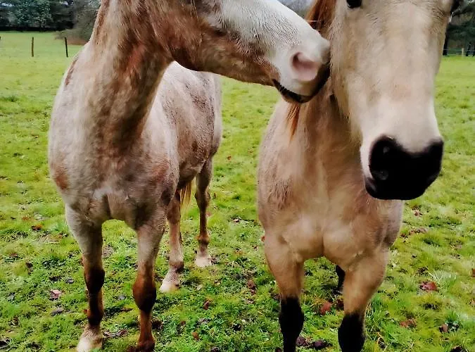 Manoir De L'aisnerie